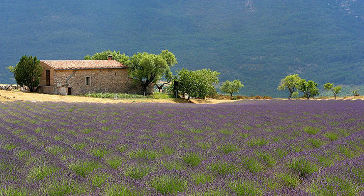  A typical Provence landscape