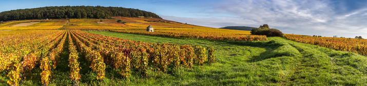  Vignes en Bourgogne